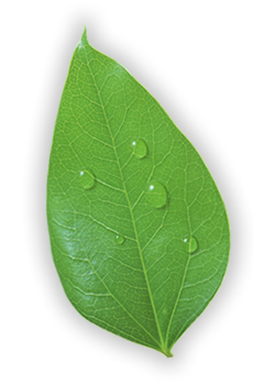 leaf clean 1