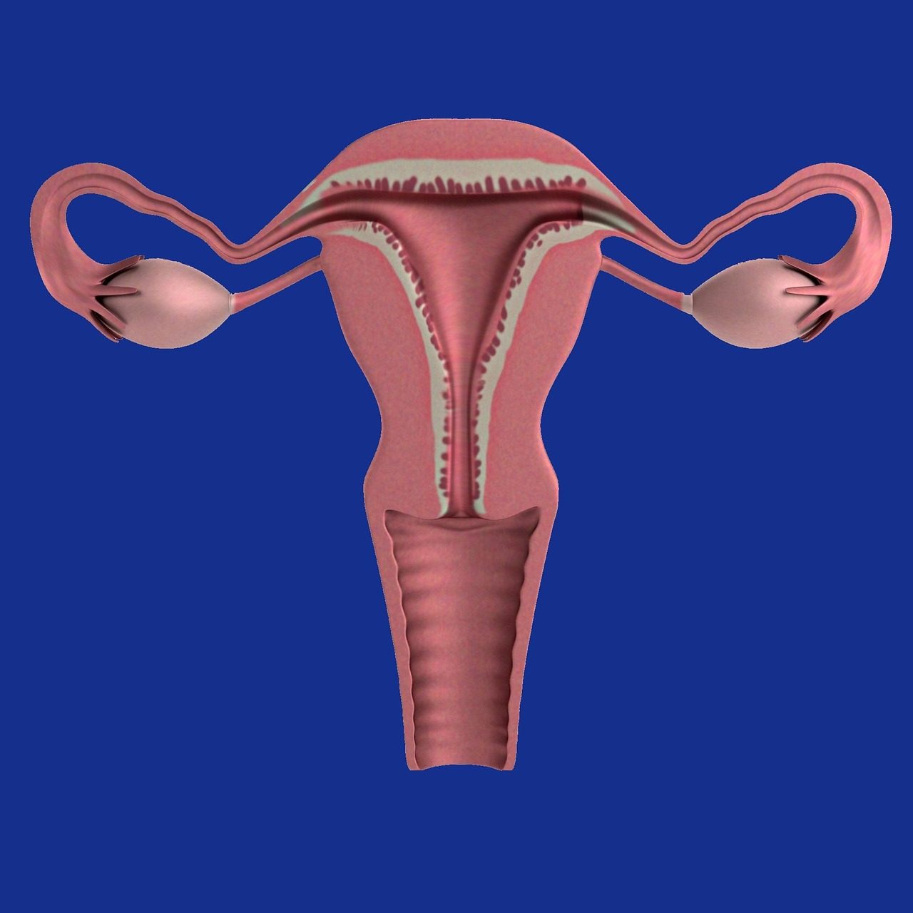 uterus-1089344_1280-1280x1280.jpg
